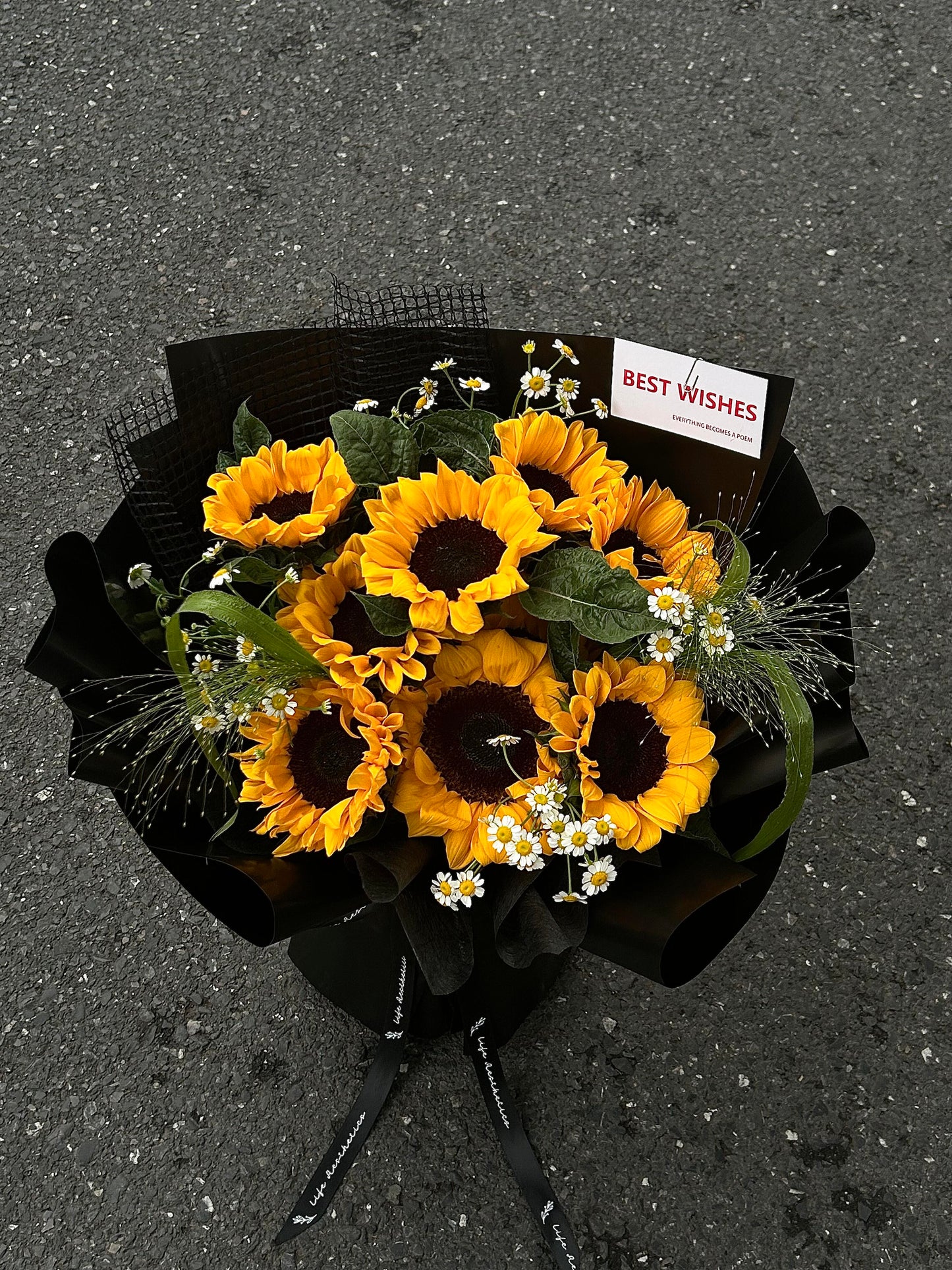 Tournesol (Développement de l'ancre)